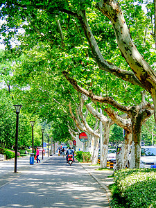 梧桐路梧桐树下的道路背景