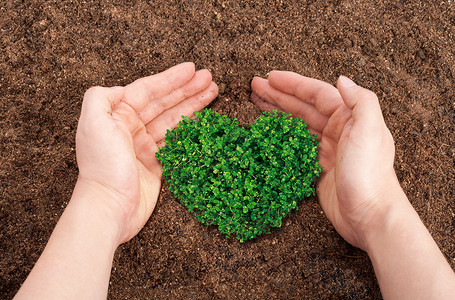 绿色爱心花边环境保护小树苗设计图片