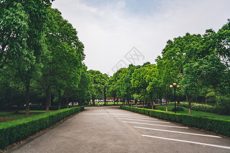 植物行道树停车场马路绿色背景