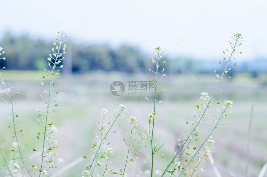 夏天的植物图片