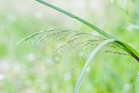 夏天的麦穗图片