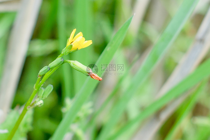 夏天的植物图片