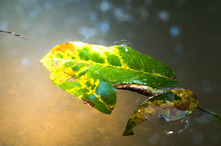 树叶漂浮在水上阳光下漂浮在水中的落叶背景