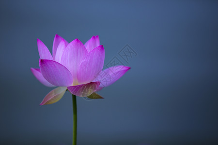 小清新唯美莲花简约.荷花背景