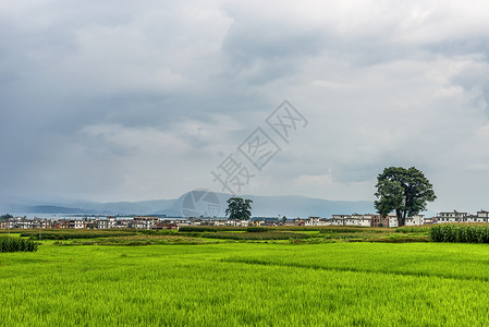 生态农田美丽乡村背景