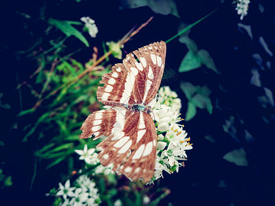 蝴蝶与花朵背景图片