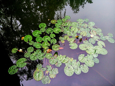 水面与漂浮植物图片