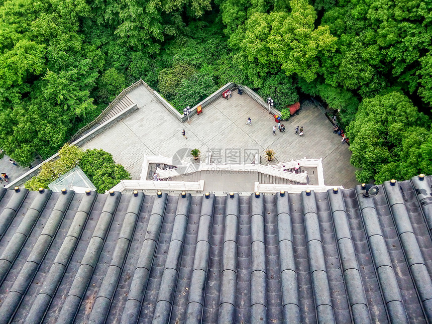 雷峰塔俯瞰茂密的树林图片