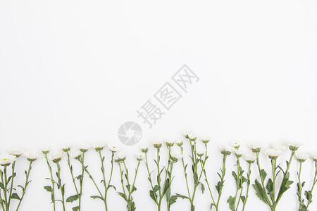 小雏菊鲜花留白背景图片