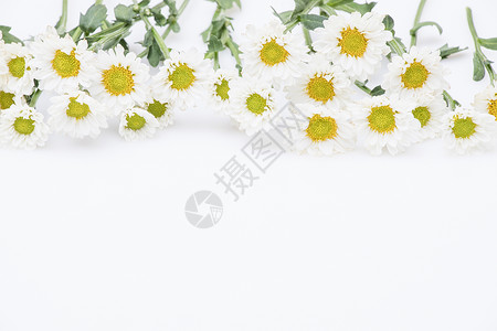 白底花朵素材小雏菊鲜花留白背景背景