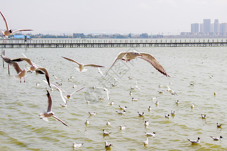 云南-滇池的海鸥背景图片