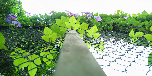 校园植物风光背景图片