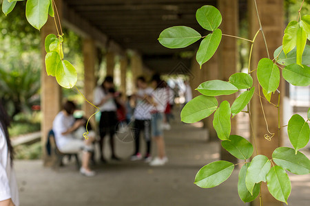 夏日的校园图片