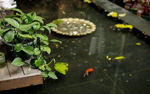 盆栽吊篮水池中的鱼背景