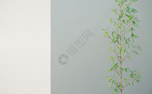 浮岛艺术插画墙面竹子背景背景