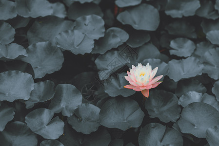 复古花系素材暗黑系莲花背景