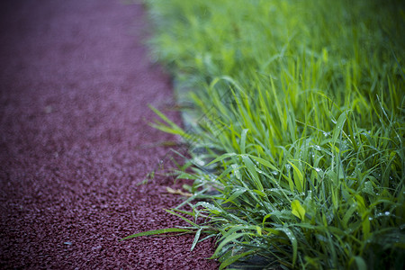 雨后的小草雨后草坪高清图片