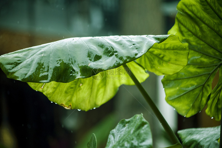 雨中的芋叶图片