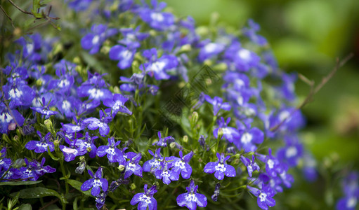 蓝色花卉盆栽夏日盛开的花朵背景