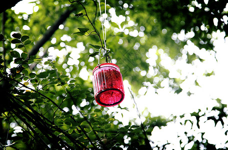 吊在树上的彩色瓶子背景图片