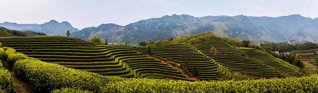 遂昌大柘茶园全景背景