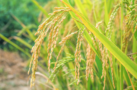 夏末秋初即将丰收的水稻背景