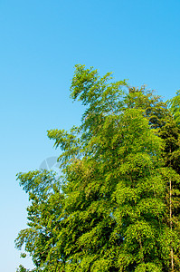 夏天-阳光下翠绿的竹叶图片