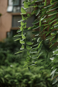 夏日茂盛生长的植物图片