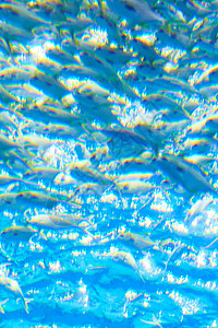 巴厘岛海底鱼群图片