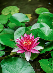 夏日花睡莲池塘玉莲花高清图片