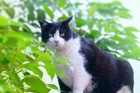 喵星人的夏天日本招财猫背景