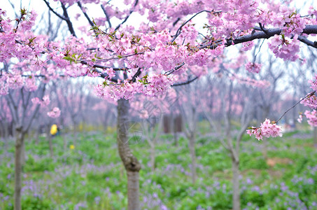 日本远行樱花背景
