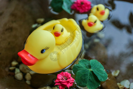 小鸭子洗水背景图片