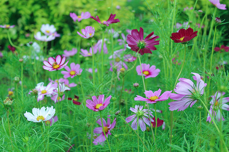 花海的夏天图片