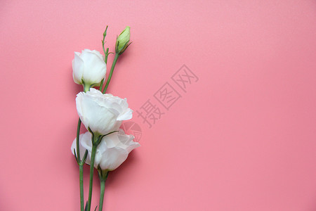 粉色简约花朵白色桔梗素材背景