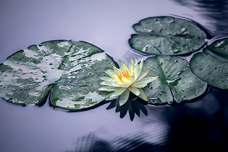 睡莲出水芙蓉高清图片