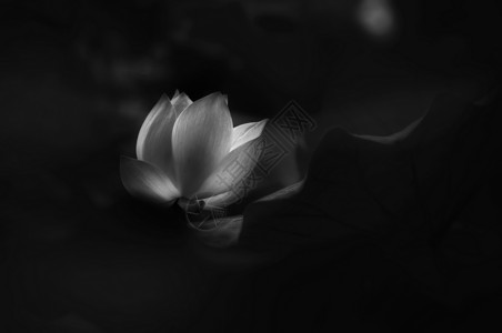 花素材黑白黑白荷花背景
