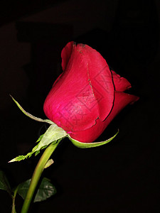 一支红色玫瑰花一支玫瑰花背景
