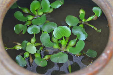 缸内的草图片