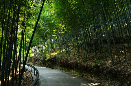 宁波奉化中山公园山上背景图片