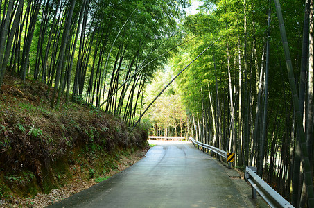 宁波奉化中山公园山上背景图片