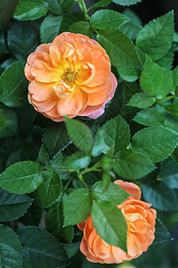 橘色的月季花背景图片
