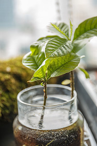 生机勃勃的小植物背景图片