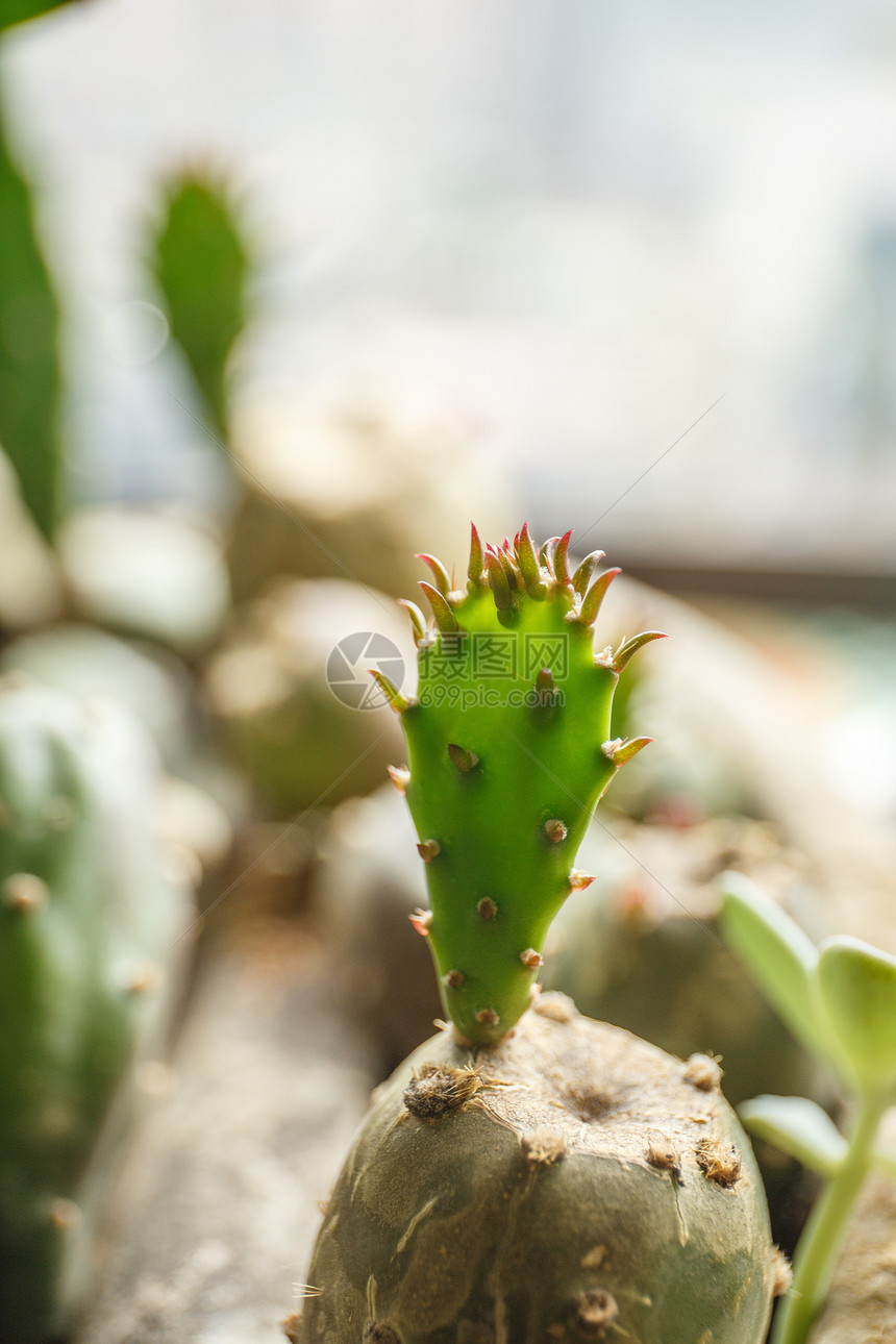 生机勃勃的小植物图片