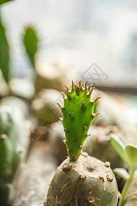 生机勃勃的小植物背景图片