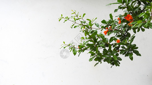 白色复古背景前的绿树红花图片
