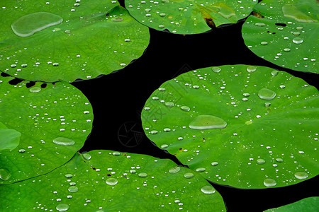 水生植物高清绿色水珠高清图片