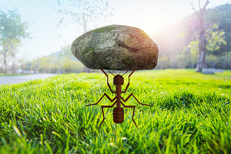 新西兰动物蚂蚁设计图片