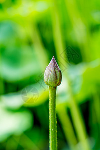 粉红小花各种姿态的荷花与莲蓬背景