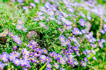 夏天的花草与植物背景图片